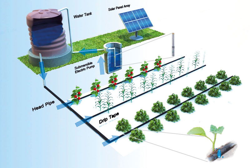 Agrivoltaics Tourism of Fruit/Veg Garden on roof top