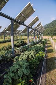 Agrivoltaics Tourism of Fruit/Veg Garden on roof top